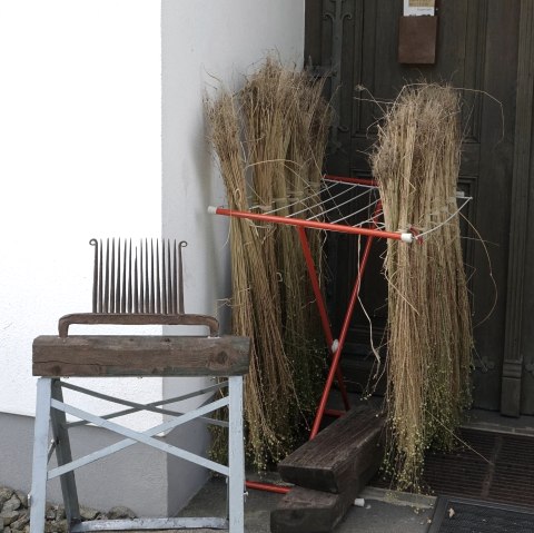 Flachs, © Barbara Mey Flachs, © Barbara Mey