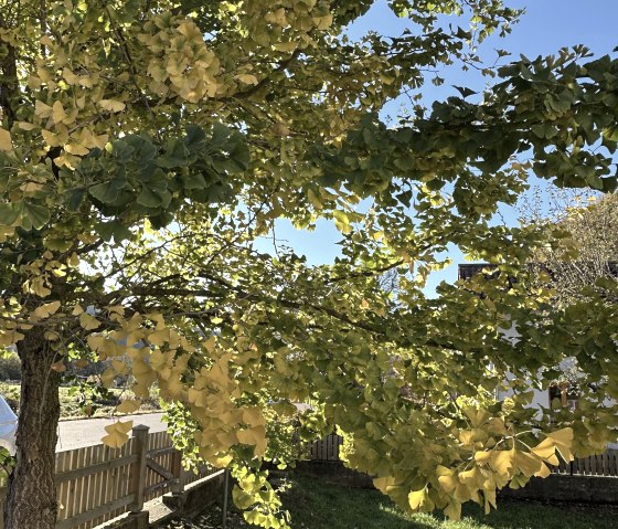 Ginkgo im Farbrausch, © Nordeifel Tourismus GmbH & Ferienhaus Ginkgo Biloba Ginkgo im Farbrausch, © Nordeifel Tourismus GmbH & Ferienhaus Ginkgo Biloba