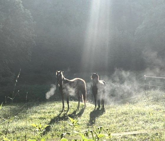 Morgenstund Morgenstund