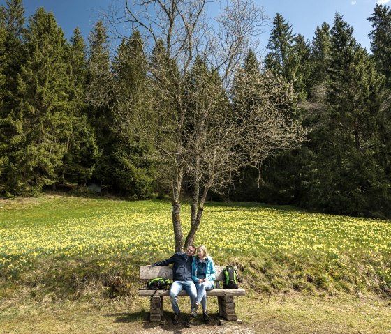 Narzissenroute mit blühenden Wiesen, © Städteregion Aachen, Dominik Ketz Narzissenroute mit blühenden Wiesen, © Städteregion Aachen, Dominik Ketz