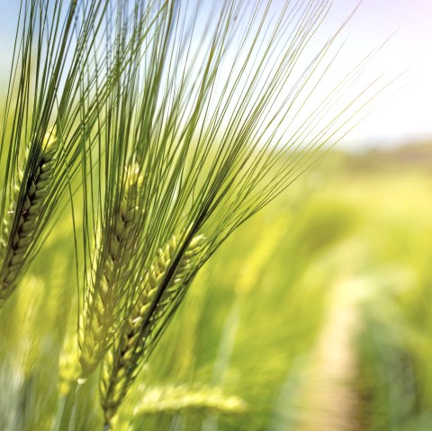 Malting barley Malting barley