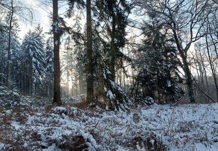 Schneewald (co) Theißen-Braun Schneewald (co) Theißen-Braun