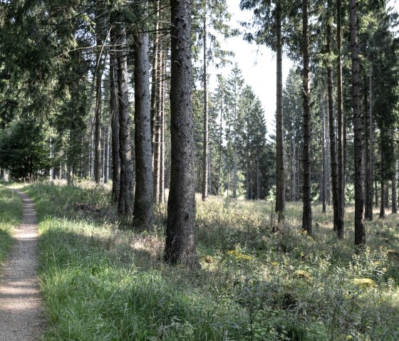 Ein schmaler Pfad führt durch eine Waldlichtung mit hohen Nadelbäumen und dichtem Unterholz., © Nordeifel Tourismus GmbH Ein schmaler Pfad führt durch eine Waldlichtung mit hohen Nadelbäumen und dichtem Unterholz., © Nordeifel Tourismus GmbH