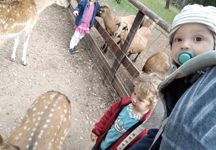 Hochwildpark Kommern, © Lena Poth Hochwildpark Kommern, © Lena Poth