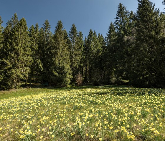 Narzissenwiesen im Perlenbachtal, © Städteregion Aachen, Dominik Ketz Narzissenwiesen im Perlenbachtal, © Städteregion Aachen, Dominik Ketz