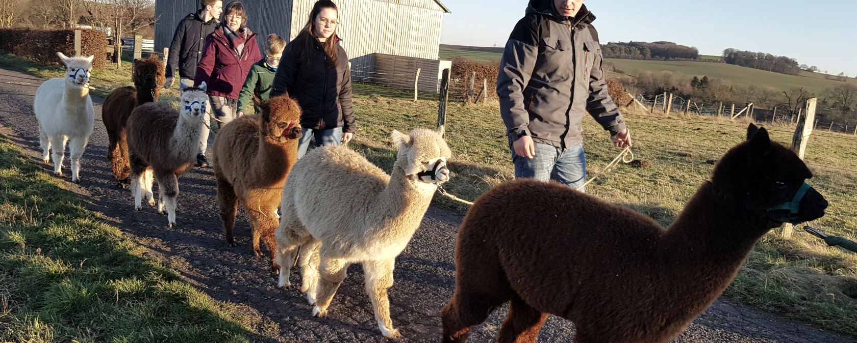 On a hike with alpacas, © Familie Kelleners On a hike with alpacas, © Familie Kelleners