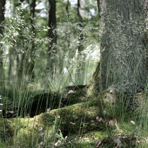 Wildnistrail, © Nationalparkverwaltung Eifel C Heer Wildnistrail, © Nationalparkverwaltung Eifel C Heer