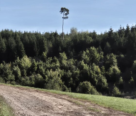 Natur Umgebung, © Eva Zumbé Natur Umgebung, © Eva Zumbé