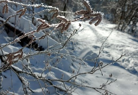 Winter Detail (co) Theißen-Braun Winter Detail (co) Theißen-Braun