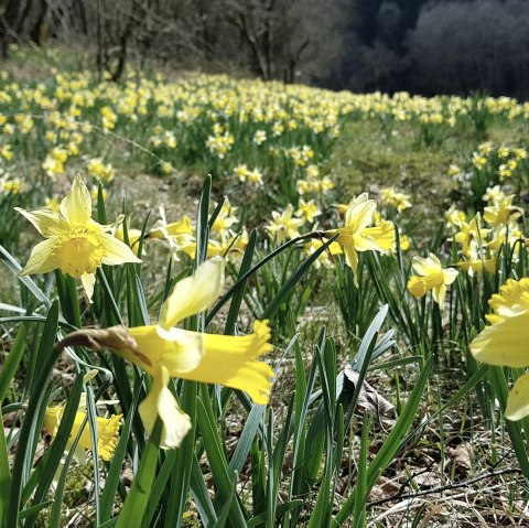 Narzissenwiese im Perlenbachtal, © Monschau Touristik Narzissenwiese im Perlenbachtal, © Monschau Touristik