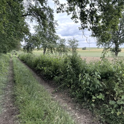 Entlang der Wanderun Nr. 69, © Rureifel-Tourismus e.V., Dennis Winands Entlang der Wanderun Nr. 69, © Rureifel-Tourismus e.V., Dennis Winands