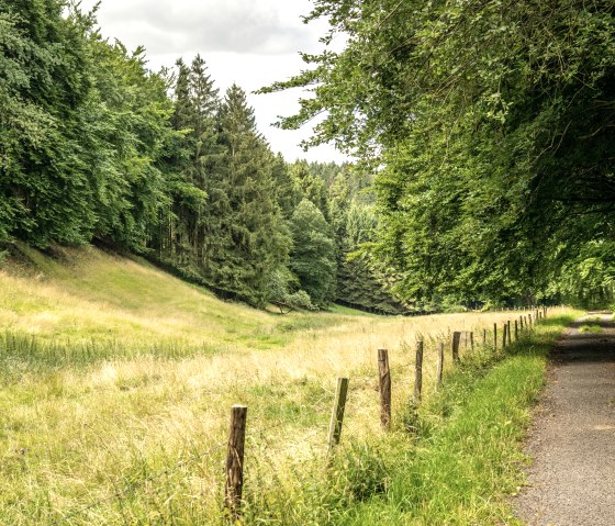 Floodplain in the Tiefenbach valley, © Eifel Tourismus GmbH, Dominik Ketz Floodplain in the Tiefenbach valley, © Eifel Tourismus GmbH, Dominik Ketz