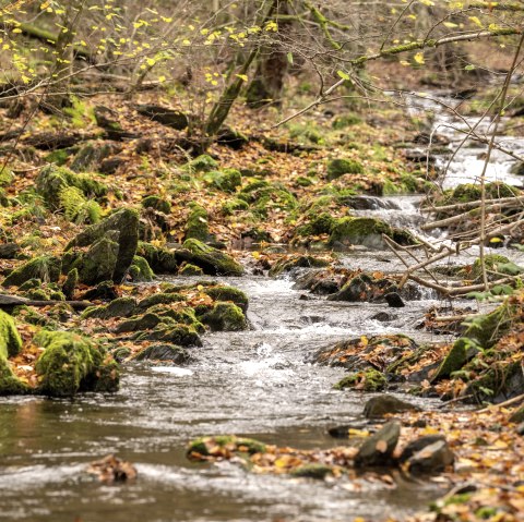 Hiking trail 75 - Püngelbach, © Eifel Tourismus GmbH, Dominik Ketz Hiking trail 75 - Püngelbach, © Eifel Tourismus GmbH, Dominik Ketz