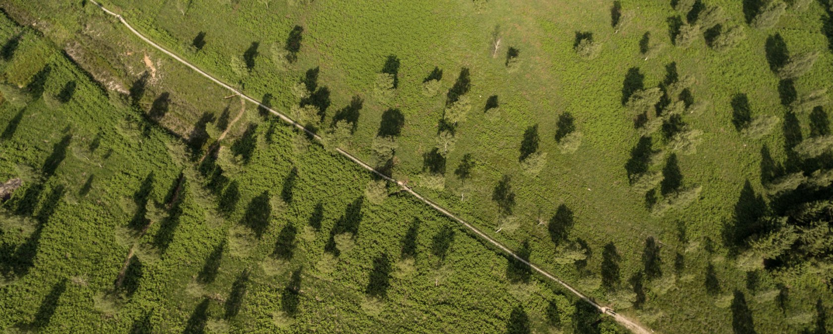 Luftaufnahme eines grünen Hügels mit verstreuten Bäumen und einem Pfad., © Eifel Tourismus GmbH, D. Ketz Luftaufnahme eines grünen Hügels mit verstreuten Bäumen und einem Pfad., © Eifel Tourismus GmbH, D. Ketz