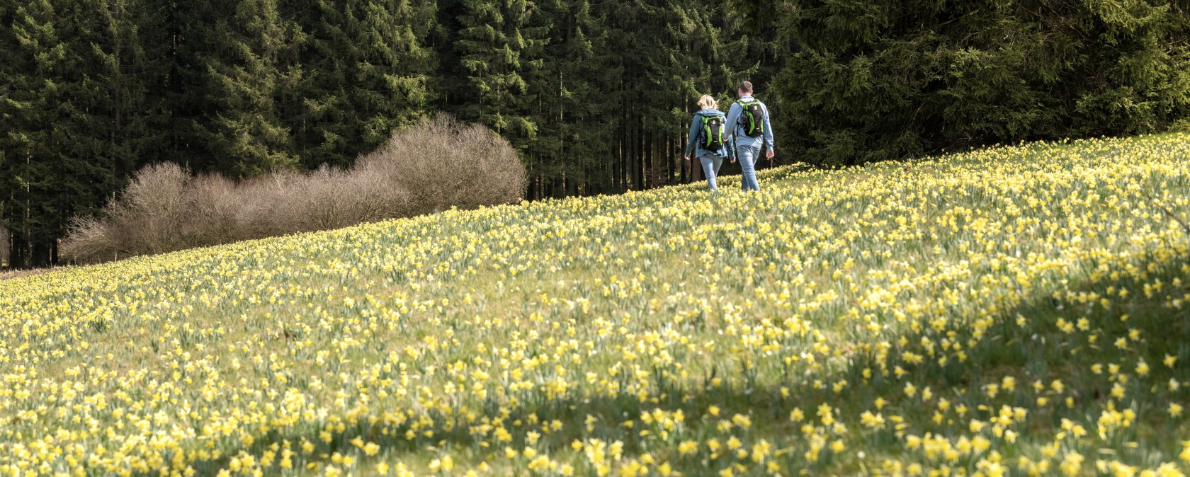 Wandern in den Narzwissenwiesen, © Eifel Tourismus GmbH - Dominik Ketz Wandern in den Narzwissenwiesen, © Eifel Tourismus GmbH - Dominik Ketz