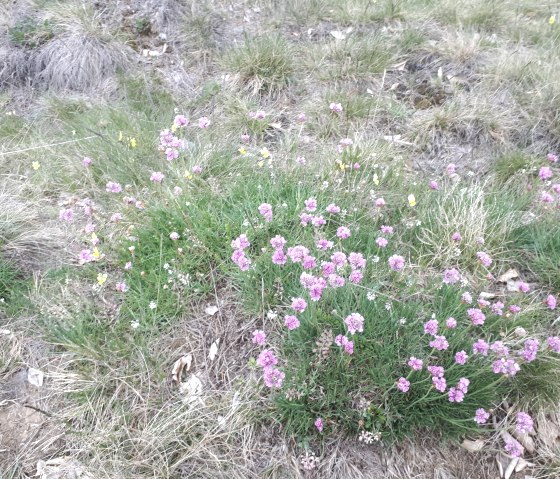 Blumen entlang des Weges, © Jens Mieckley Blumen entlang des Weges, © Jens Mieckley
