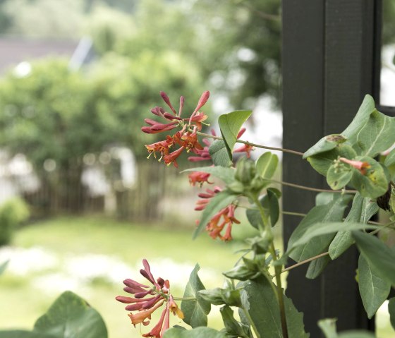 Detail_Garten, © Nordeifel Tourismus GmbH & Zum Goldenen Schaf Detail_Garten, © Nordeifel Tourismus GmbH & Zum Goldenen Schaf