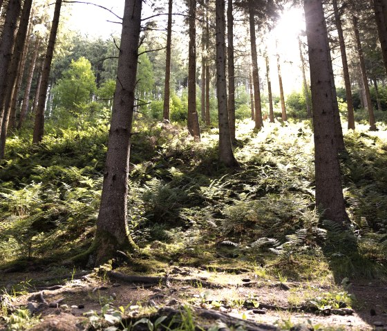 Sonne im Wald, © eifel-tourismus-gmbh_tobias-vollmer Sonne im Wald, © eifel-tourismus-gmbh_tobias-vollmer