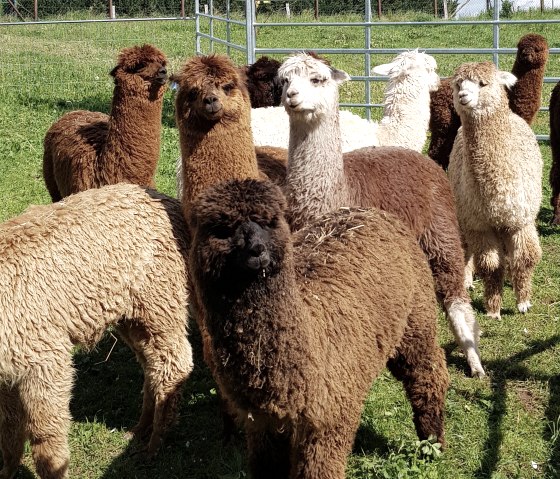 Group of alpacas, © Familie Kelleners Group of alpacas, © Familie Kelleners