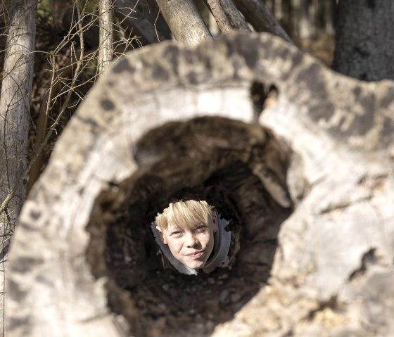 Blicke in das Innere eines Baumes, © Eifel Tourismus GmbH, Tobias Vollmer - finanziert durch REACT-EU Blicke in das Innere eines Baumes, © Eifel Tourismus GmbH, Tobias Vollmer - finanziert durch REACT-EU