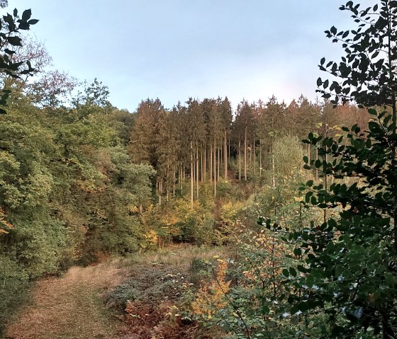 Herbstwald Vicht, September–October (co) Theißen-Br Herbstwald Vicht, September–October (co) Theißen-Br