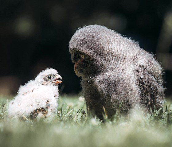 Eagle and owl chicks, Hellentha bird of prey station, © Johannes Höhn Eagle and owl chicks, Hellentha bird of prey station, © Johannes Höhn