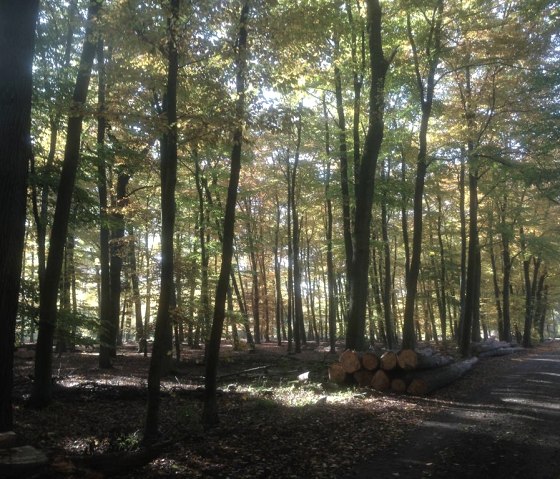 Herbststimmung, © Nordeifel Tourismus GmbH & kph Herbststimmung, © Nordeifel Tourismus GmbH & kph