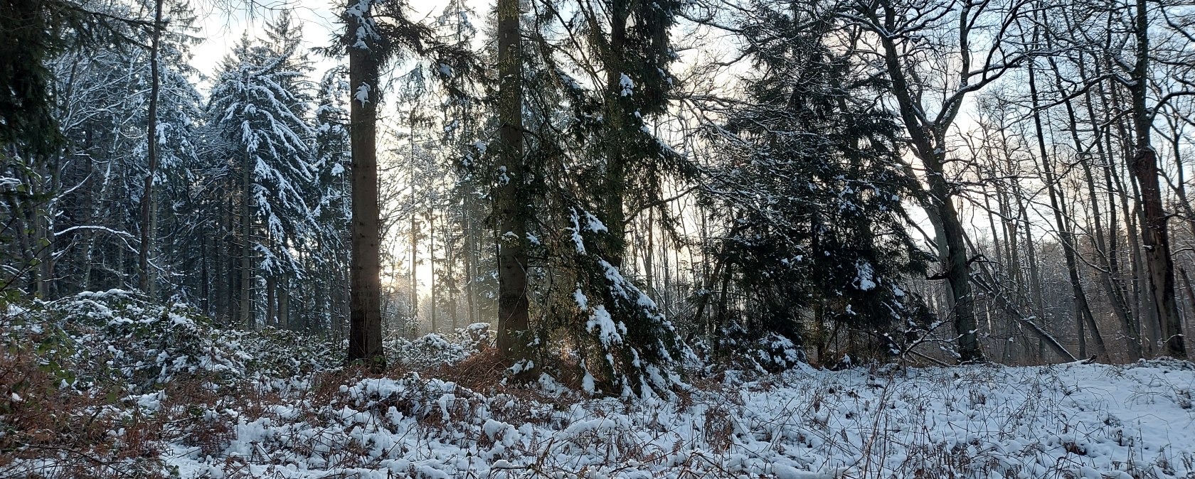 Schneewald (co) Theißen-Braun Schneewald (co) Theißen-Braun