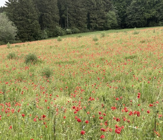 Poppy Field, © C. Wolter Poppy Field, © C. Wolter