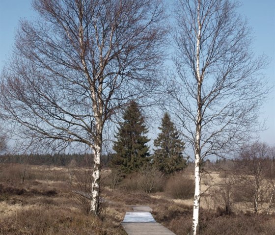 Holzsteeg im Venn, © seeblick-eifel.de Holzsteeg im Venn, © seeblick-eifel.de