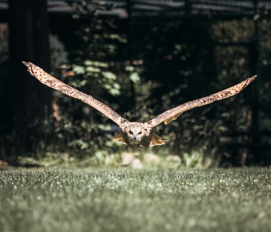 Owl landing, Hellenthal bird of prey station, © Johannes Höhn Owl landing, Hellenthal bird of prey station, © Johannes Höhn