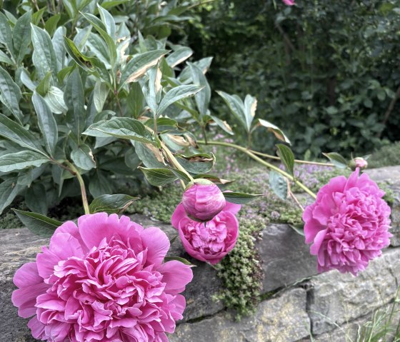 Peonies, © C. Wolter Peonies, © C. Wolter