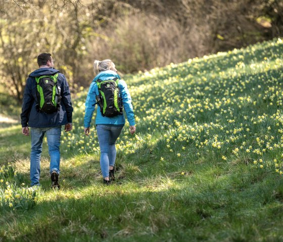 Hikers at the daffodil meadows, © Eifel Tourismus GmbH, Dominik Ketz Hikers at the daffodil meadows, © Eifel Tourismus GmbH, Dominik Ketz