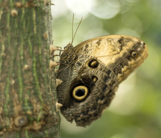 Schmetterling1, © Eifalia Schmetterling1, © Eifalia