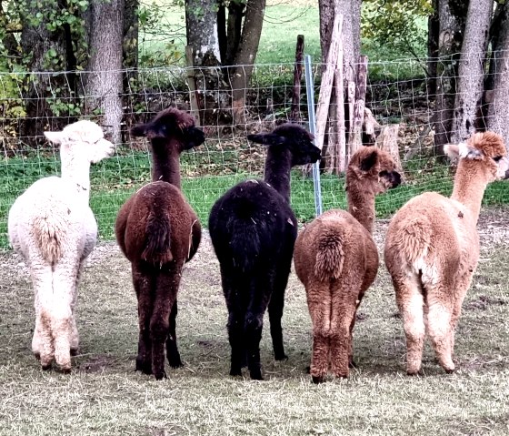 Llamas, © J. Samans Llamas, © J. Samans