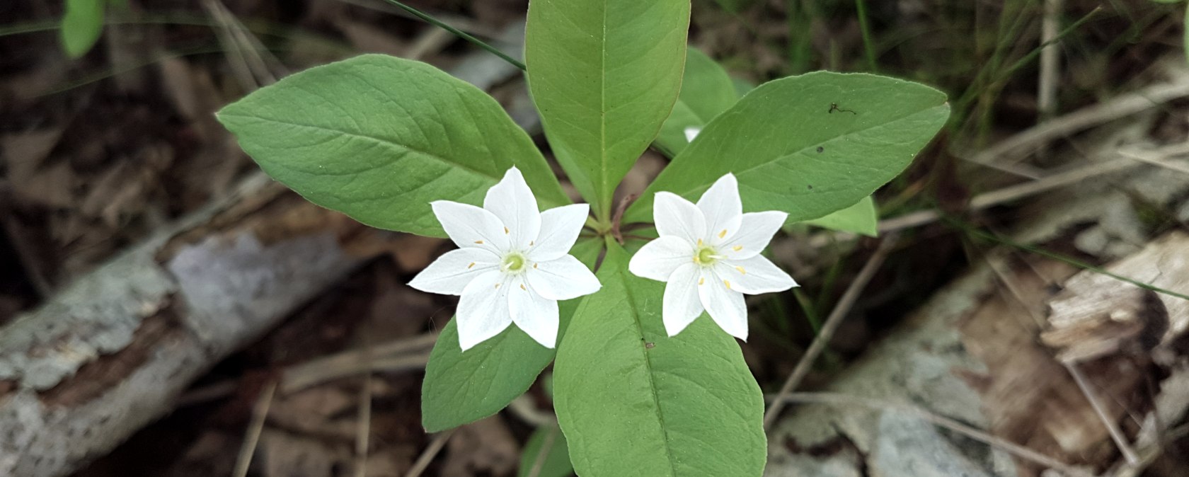 Siebenstern, © Michaela Wüller Siebenstern, © Michaela Wüller