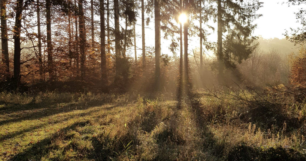 Sonneaufgang im Wald, © Stefanie Klöcker Sonneaufgang im Wald, © Stefanie Klöcker