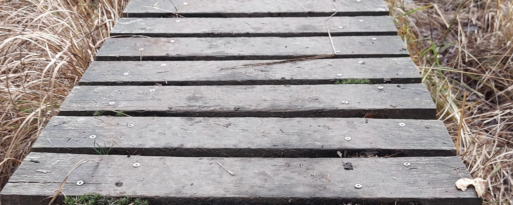 Venn-Stege (co) Theißen-Braun Venn-Stege (co) Theißen-Braun