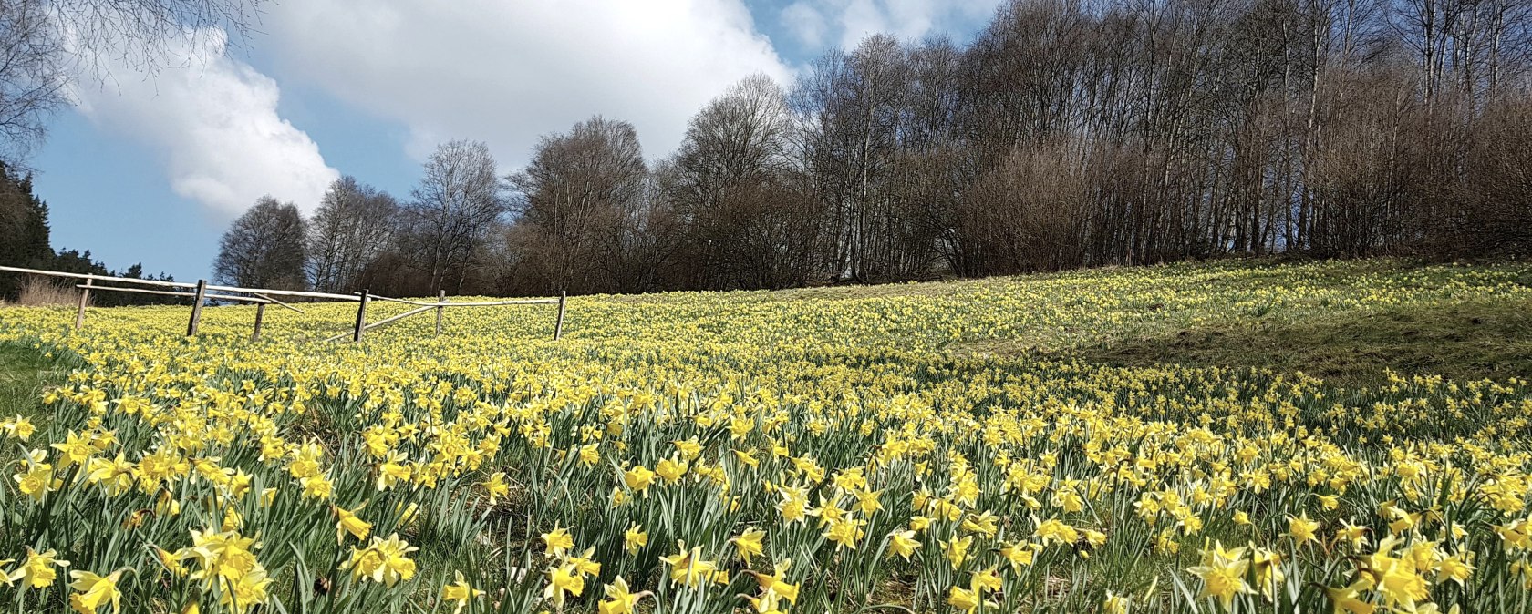 Gelbes Blütenmeer mit Narzissen, © Monschau Touristik Gelbes Blütenmeer mit Narzissen, © Monschau Touristik
