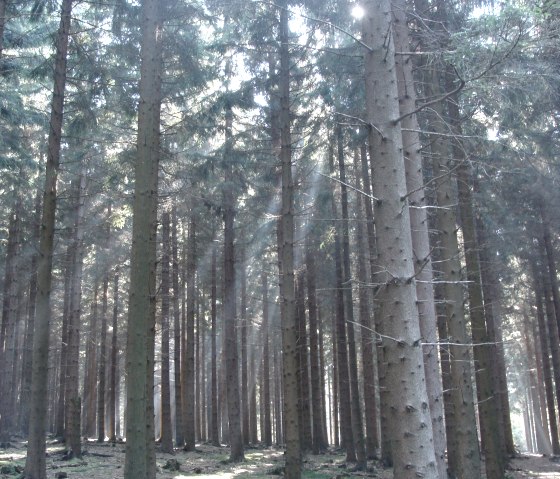 View of the Hürtgen Forest View of the Hürtgen Forest