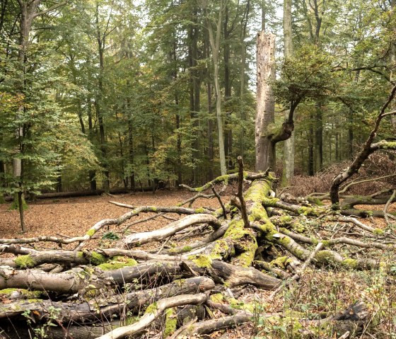 Deadwood Deadwood