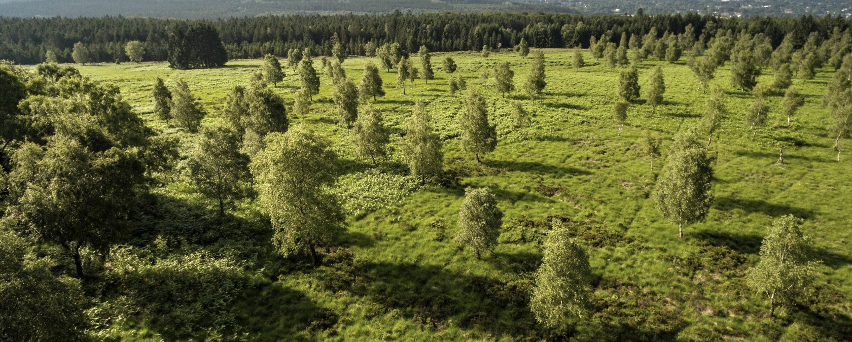 Aerial view of Struffelt Heide, © Eifel Tourismus, Dominik Ketz Aerial view of Struffelt Heide, © Eifel Tourismus, Dominik Ketz