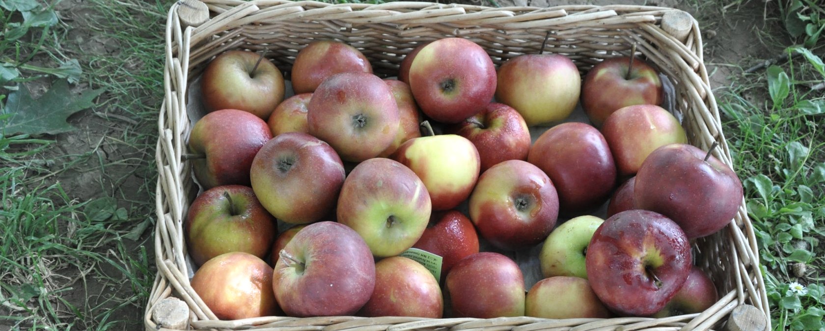 Obstsortenbestimmung, © Eifelgemeinde Nettersheim Obstsortenbestimmung, © Eifelgemeinde Nettersheim