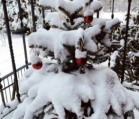 Tannenbaum Tannenbaum