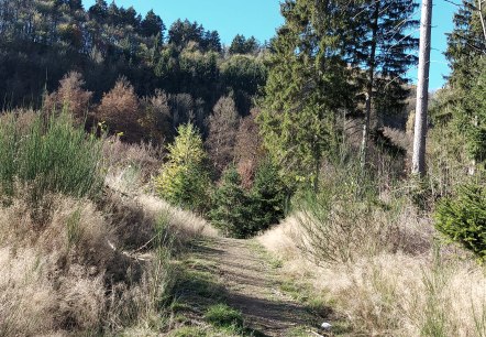 Pfad Wald Eicherscheid Oktober (co) Theißen-Braun Pfad Wald Eicherscheid Oktober (co) Theißen-Braun