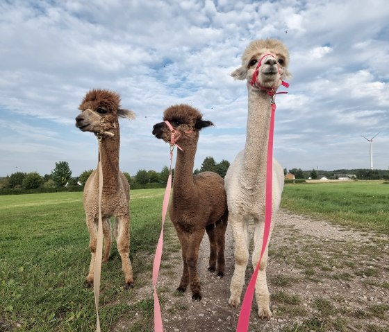 Alpakawanderung, © J. Samans Alpakawanderung, © J. Samans