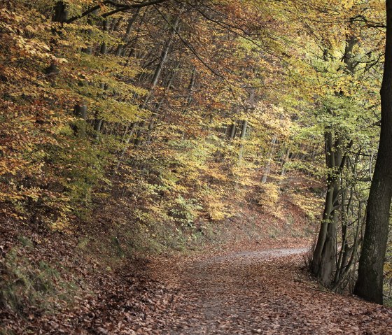 Buchen im Kermeter Buchen im Kermeter