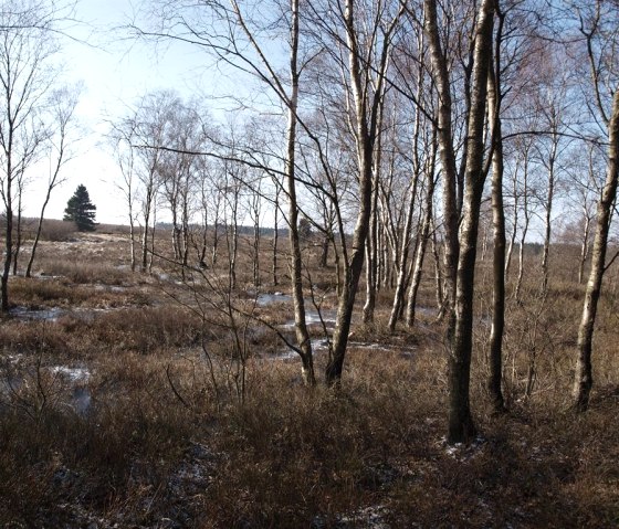 Birken im Venn, © seeblick-eifel.de Birken im Venn, © seeblick-eifel.de