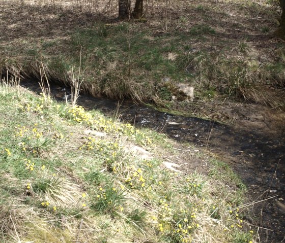 wilde Narzissen am Perlbach, © seeblick-eifel.de wilde Narzissen am Perlbach, © seeblick-eifel.de