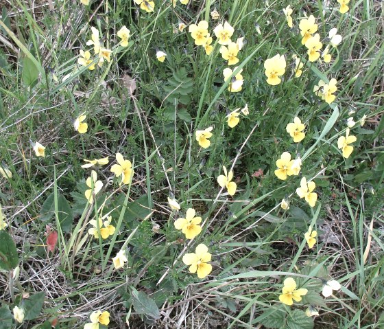 Galmeiveilchen 1, © Stolberg-Touristik Galmeiveilchen 1, © Stolberg-Touristik